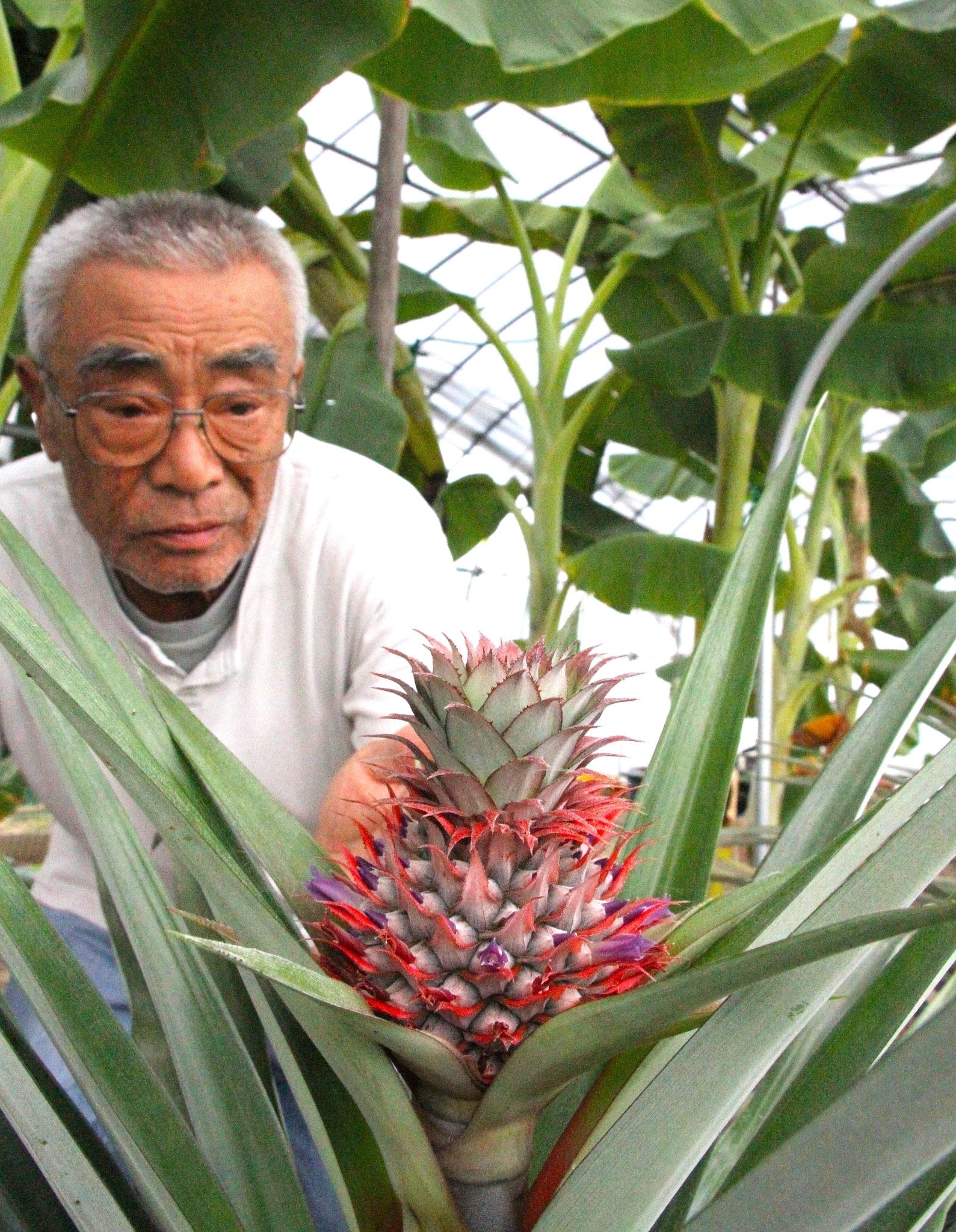 スーパーで買ったパイン 3年目で開花、収穫へ 温暖化で南国果物栽培「うれしいけど心配」 - 丹波新聞