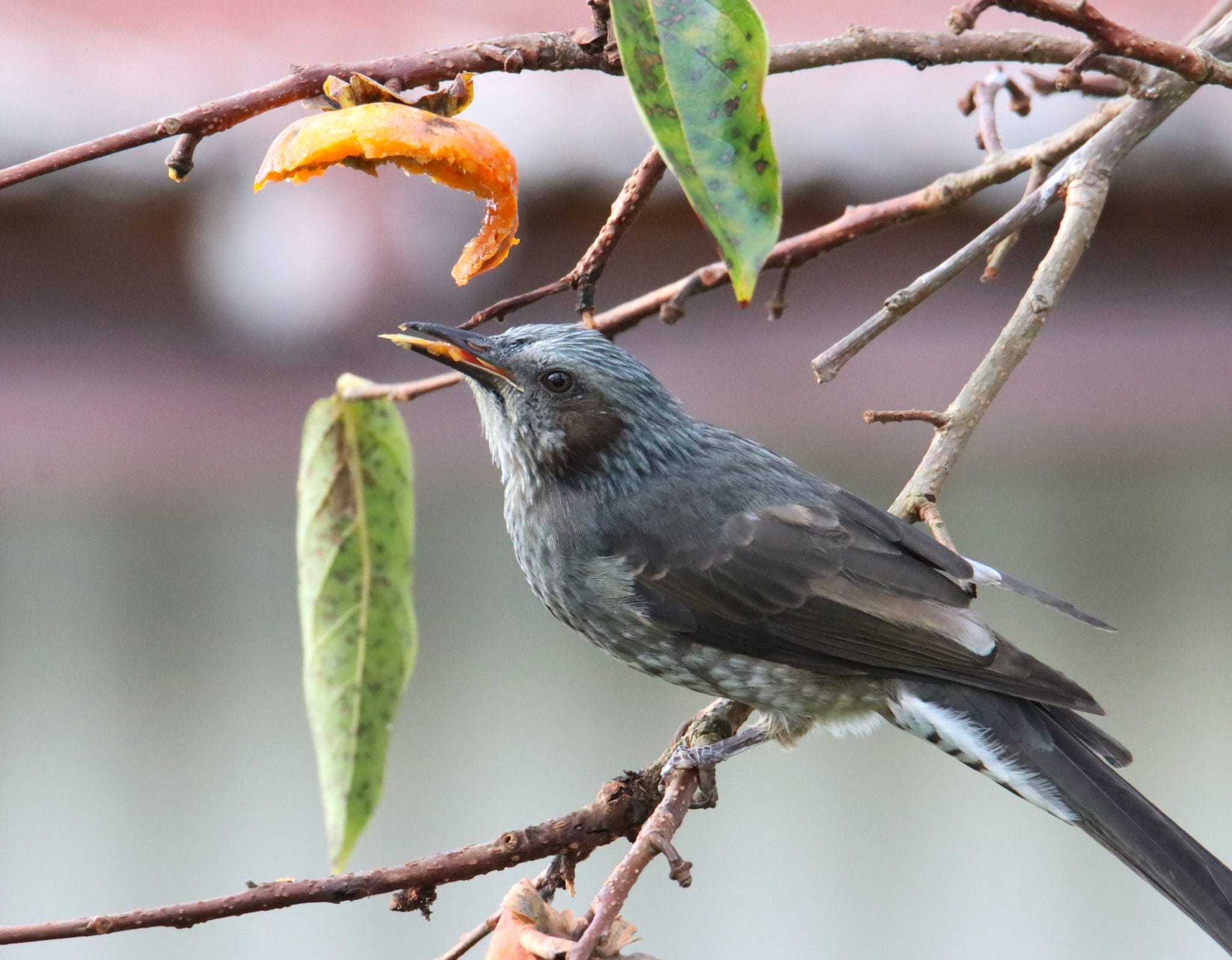 鳥とまり木 国産 柿の木L 24