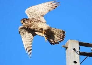 いざ！ 野鳥「チョウゲンボウ」 獲物へ飛翔「かっこいいー」 - 丹波新聞