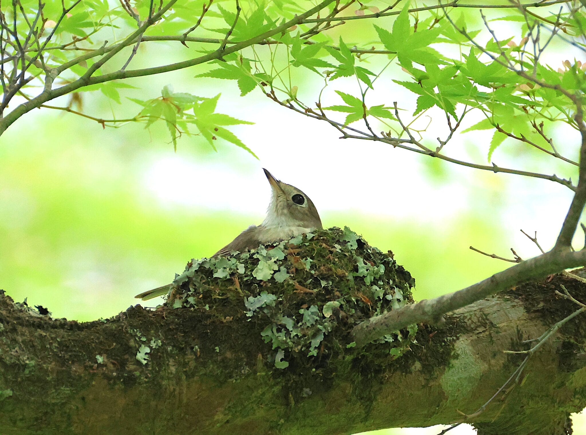 木の上に小鳥と卵 木の上に小鳥と卵