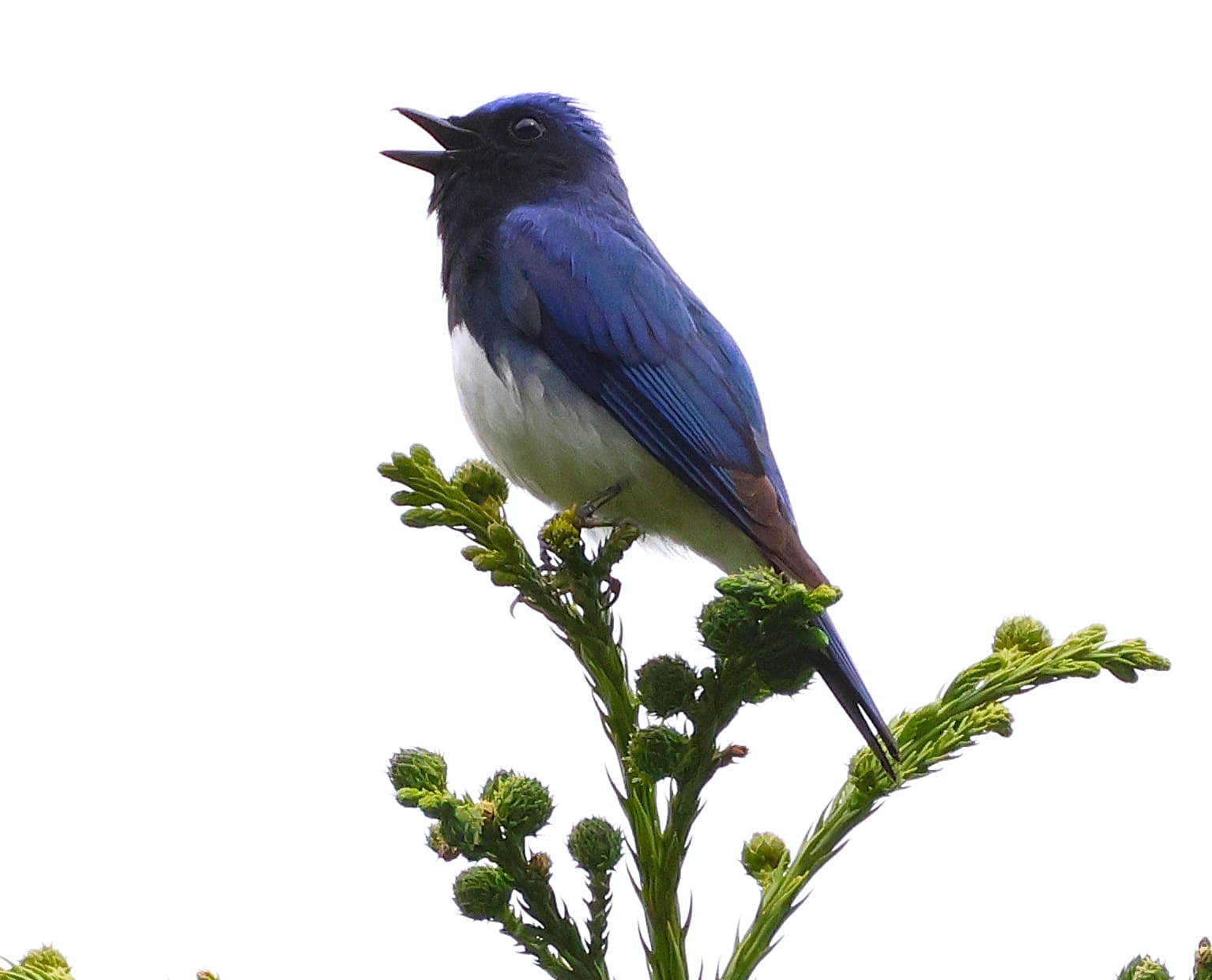 夏の歌声 日本三鳴鳥の一つ「オオルリ」 美しいさえずり響く きょう