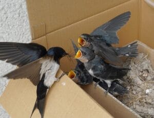 ツバメの巣 スワローボックス（組み立てキット） Hobby's World｜野鳥撮影やバード