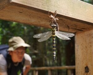 欄干で羽化するオニヤンマ＝兵庫県丹波篠山市川原で