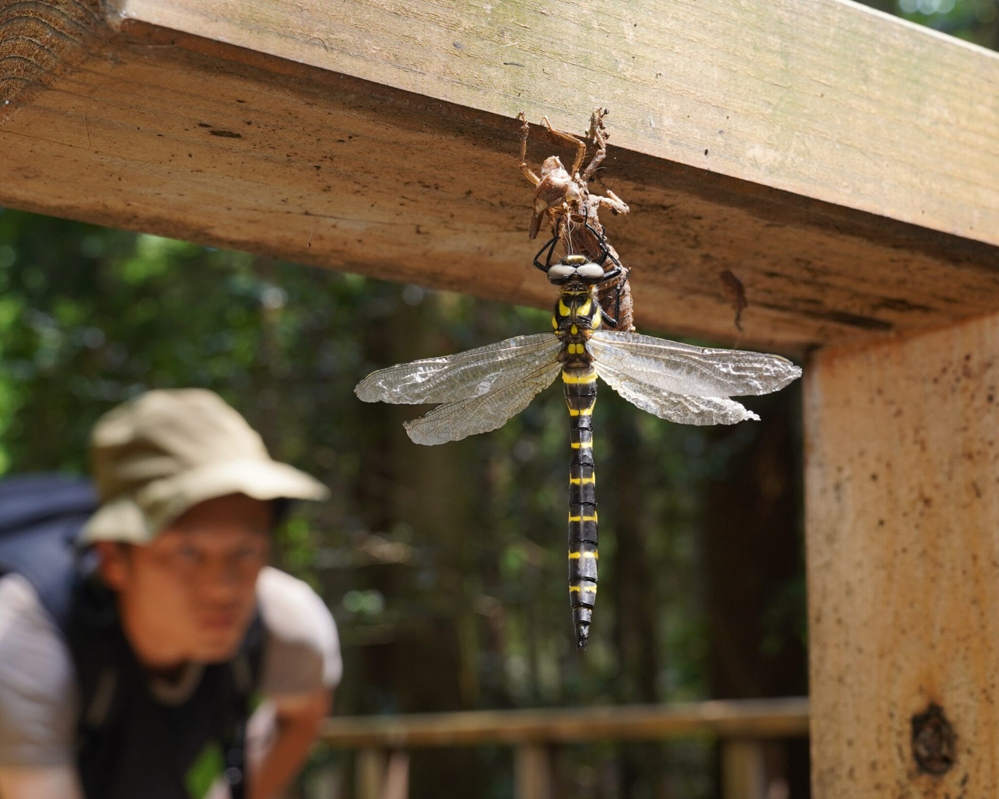 欄干で羽化するオニヤンマ＝兵庫県丹波篠山市川原で