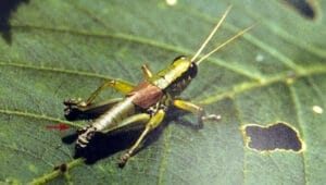 f25c3e1f02e3ed16966e7e4b68ab16